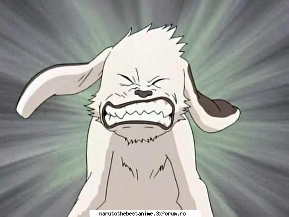Poze Akamaru - originalcopy - Kiba Inuzuka