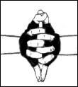 Seals - originalcopy - Hand seal jutsus